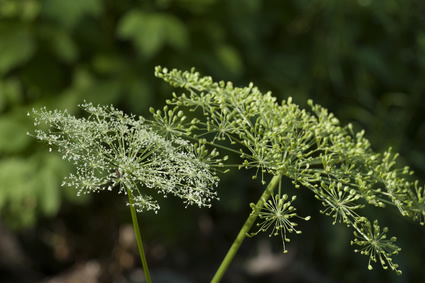 peucedanum-ostruthium-fotolia