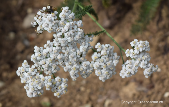 achilee-milefeuille-leysin