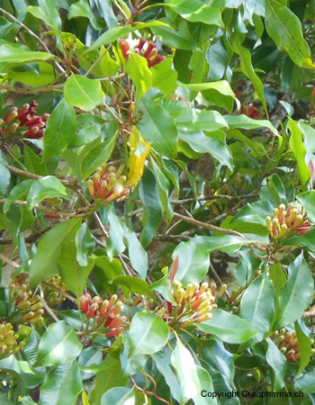Cravo-da-Índia (Syzygium aromaticum)  Criasaude
