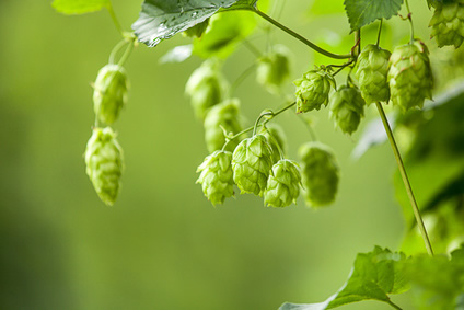 humulus-lupulus-fotolia