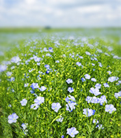 Linhaça (Linum usitatissimum) | Criasaude.com.br