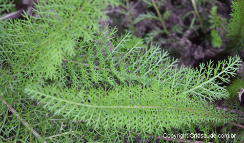 Mil-folhas (Achillea millefolium) | Criasaude