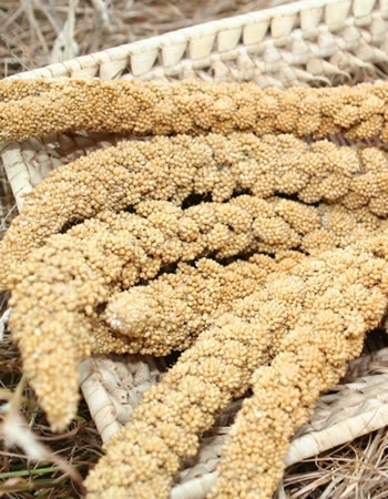 Painço - Panicum miliaceum | Criasaude