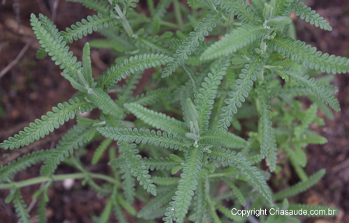 Quebra Pedras Phyllanthus Sp Criasaude