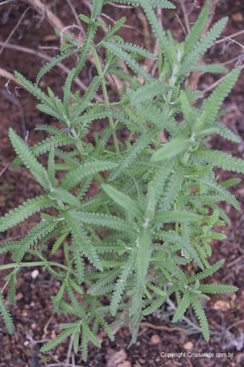 Quebra Pedras Phyllanthus Sp Criasaude